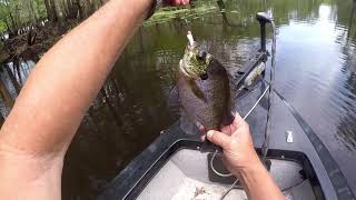 catching warmouthbluegill breamredbreastshellcrackerand stumpknockersa great day panfishing [upl. by Barbara-Anne]