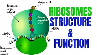 Ribosomes  Ribosomes function and structure [upl. by Saideman]