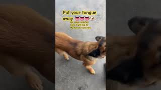 Nooo 🫣🫣put your tongue away 👌🏼❤️🐶puppy Rusty shorts shortvideo puppy dogs pets funny [upl. by Guglielmo]