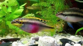 Ciclidos Kribensis Pelvicachromis pulcher Pelmatochromis Kribensis [upl. by Ness]