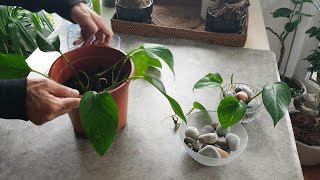 Bouture et entretien du pothos  philodendron scandens [upl. by Enihsnus318]