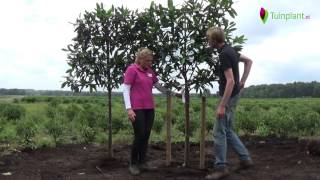 Handige tips en info over het planten van leibomen [upl. by Egerton947]