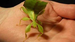 Leaf Insect Walking [upl. by Strepphon]