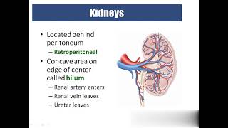 Medical coding urinary system ANATOMY AND PHYSIOLOGY [upl. by Blinni]