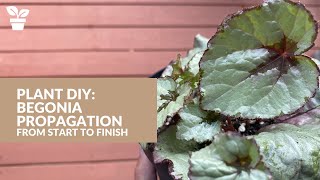 Begonia Propagation from Start to Finish  Begonia Soil Propagation  Begonia Water Propagation [upl. by Suoirad]