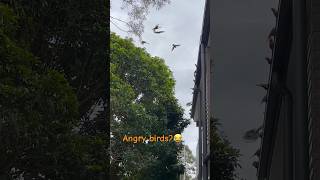 Rainbow lorikeets tweeting like crazy  Brisbane Australia [upl. by Hallie]