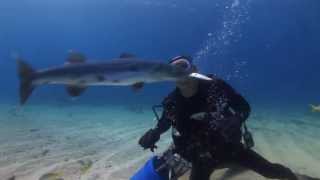 CAPT SLATES CREATURE FEATURE DIVE KEY LARGO FLORIDA [upl. by Doubler358]