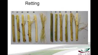 Retting of Kenaf Hybiscus cannabinus L [upl. by Symons]