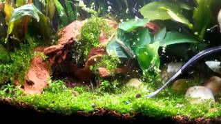 Trimming Micranthemum Monte Carlo quotShrimpopolisquot [upl. by Socha770]