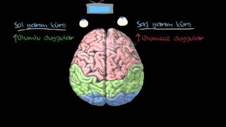 Duygular Serebral Yarım Küreler ve Prefrontal Korteks Psikoloji  Çevreyi Algılama [upl. by Leitao179]