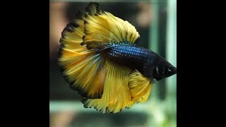 Siamese fighting fishsiamese fighting fish breeding [upl. by Atinor]