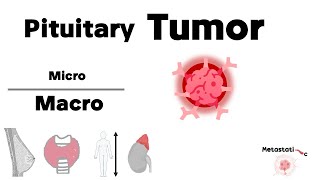 Pituitary Tumors  Molecular Biology [upl. by Sudnak217]