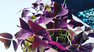 My Indoor Plant Collection Series  Oxalis Triangularis  urbanjungleuae  myplantstories [upl. by Yorgerg765]