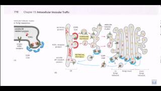 Protein secretion pathway ER to Golgi [upl. by Tnek]