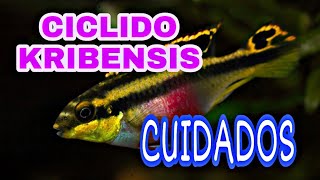 Cuidados del ciclido Kribensis Pelvicachromis pulcher [upl. by Latta48]