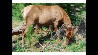 Ungulate Herbivory as a Chronic Disturbance Agent on Western Landscapes [upl. by Yddur]