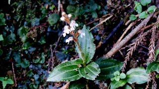 An endangered ground orchid species the ultra rare jewel orchid of southern Japan Odontochilus [upl. by Emaj]