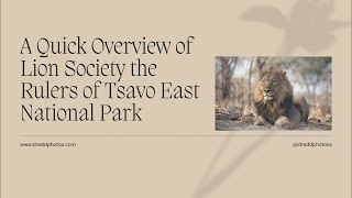 A Quick Overview of Lion Society the Rulers of Tsavo East National Park [upl. by Enaamuj74]