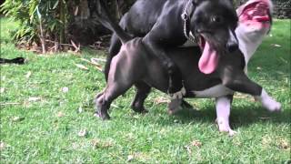 american bully pocket 6 meses vs american pitbull 5 meses [upl. by Eelatan255]