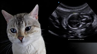 How to calculate gestational age in felines using biparietal head diameter [upl. by Annotahs]