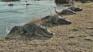 Best Place to See Wild Alligators in Florida La Chua Trail Paynes Prairie State Preserve [upl. by Aihc]