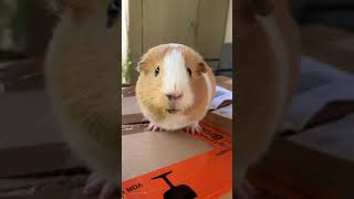 Guinea pig wheeking and squeaking loud noises [upl. by Dinesh]