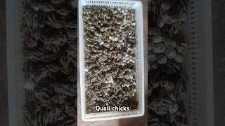 Quail chicksquail quaileggs quailfarming quailbirds quailsound quailroast [upl. by Hgielrahc]