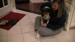 Sheltie Meets the Puppies [upl. by Briano393]