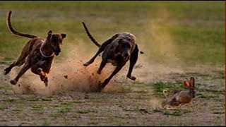 Greyhound Chasing Rabbit  Two Dogs Vs Rabbit ➤ Tiger Channel Tv [upl. by Eugilegna]