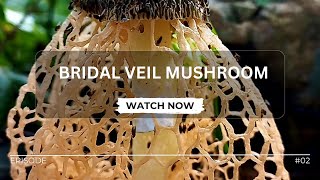 Bridal Veil Mushroom  veiled lady  Phallus indusiatus [upl. by Shaun645]