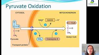 4U pyruvate oxidation [upl. by Rosene]