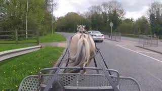 Training a Norwegian Fjord horse for carriage driving  Barry Hook Horse Drawn Promotions [upl. by Publea]