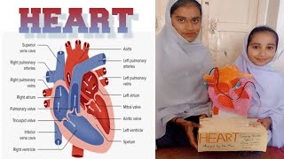 Circulatory System and Pathway of Blood Through the Heart [upl. by Bolanger]