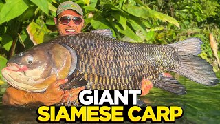 Big Carp Fishing At Gillhams Fishing Resort [upl. by Neirual]