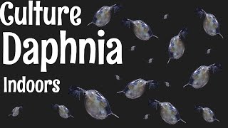 How to Culture Daphnia [upl. by Codi337]