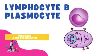 Lymphocyte B et plasmocyte [upl. by Lemyt]