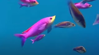 Coral Reef Fish Danger  Blue Planet  BBC Environment [upl. by Zedekiah]