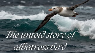 The untold story of albatross bird [upl. by Damas]