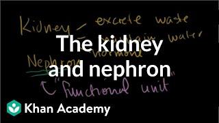 The kidney and nephron  Renal system physiology  NCLEXRN  Khan Academy [upl. by Weide]