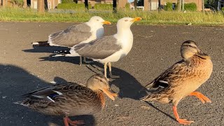 Seagulls having a charming conversation  cute and funny [upl. by Purington128]