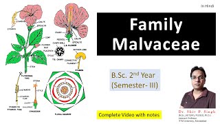 Family Malvaceae  Hibiscus rosasinensis  Gurhal [upl. by Anij]