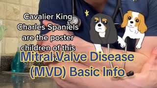 Mitral Valve Disease MVD or MMVD [upl. by Brothers]