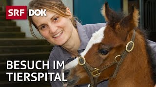 Patienten auf vier Beinen – Besuch im Tierspital Zürich  Reportage  SRF [upl. by Ahsinnor]