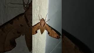 increíble valentía la de esta pequeña lagartija 🦎 se enfrentó con una gran 🦋 mariposa [upl. by Aruat415]