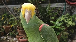 Fito Loro feliz de salir al jardín 🙃 Loro Amazona Oratrix 🦜 [upl. by Bianka]