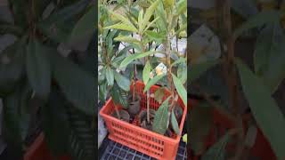 薔薇科枇杷屬，係常綠喬木，拉丁學名Eriobotrya japonica枇杷 E japonica VID20240910164638 [upl. by Leila]