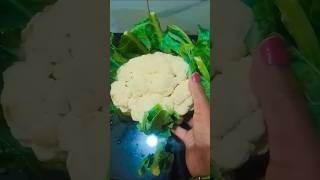 Cauliflower Aloo tomato curry recipe shortsvideo cookingvideo [upl. by Yrrehs]