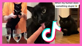 FUNNY Black CAT TikTok Compilation [upl. by Acnoib]