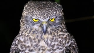 Australias Largest Owl  Close Up [upl. by Mort207]