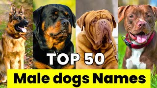 Male Dogs Names  Top 50 Male Dog Names  New and Unique Male Dog Names [upl. by Irme326]